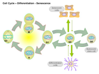 Cell Cycle - Differentiation - Senescence PPT Slide
