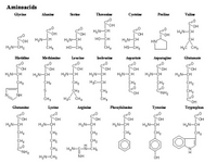 An aminoacid toolkit-1 PPT Slide