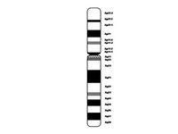 Chromosome X PPT Slide