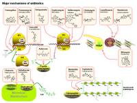 Major mechanisms of antibiotics PPT Slide