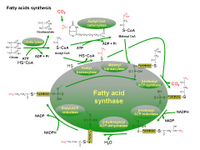 Biosynthesis of fatty acids PPT Slide