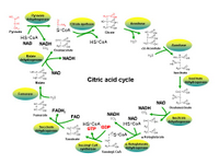 Citric acid cycle PPT Slide