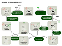 Pentose phosphate pathway PPT Slide
