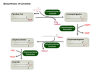 Biosynthesis of ceramide PPT Slide