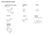 Natural compounds in obesity PPT Slide