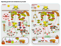 Signaling growth and metabolism by insulin PPT Slide