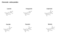 Flavonoids - anthocyanidins PPT Slide