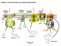 Inhibitors of electron transport and oxidative phosphorylation PPT Slide
