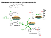 Mechanism of phenylbutyrate in hyperammonemia PPT Slide