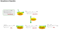 Biosynthesis of hepoxilins PPT Slide