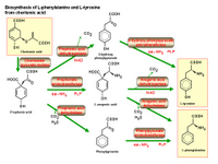 Biosynthesis of L-phenylalanine and L-tyrosine PPT Slide