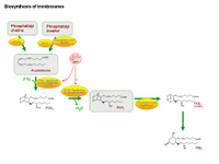 Biosynthesis of thromboxanes PPT Slide