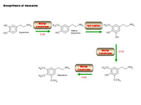 Biosynthesis of mescaline PPT Slide