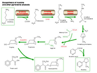Biosynthesis of nicotine and other pyrrolidine alkaloids PPT Slide