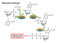 Metabolism of brivudin PPT Slide