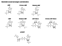 Nucleotide second messengers and derivatives PPT Slide