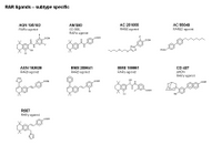 RAR ligands - subtype specific PPT Slide