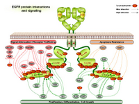 EGFR protein interactions and signaling 1 PPT Slide