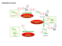 Biosynthesis of sucrose PPT Slide