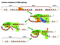 Protein complexes in RNA splicing PPT Slide
