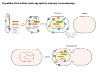 Degradation of intracellular aggregates by autophagy PPT Slide