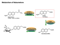 Metabolism of Nabumetone PPT Slide