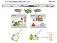 Rb acetylation in differentiation control PPT Slide