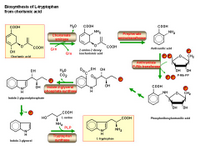 Biosynthesis of tryptophan PPT Slide