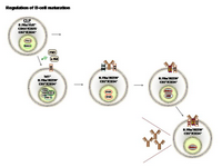 Regulation of B-cell maturation PPT Slide