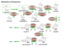 Metabolism of thiopurines PPT Slide