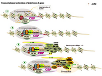 Transcriptional activation of interferon beta gene PPT Slide