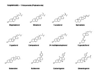Phytosterols PPT Slide