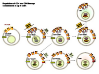 Regulation of CD4 and CD8 lineage commitment PPT Slide