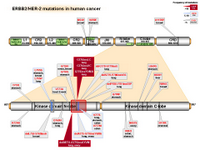 ERBB2-HER2 mutations in human cancer PPT Slide