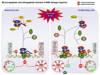 Rb pro-apoptotic and anti-apoptotic function upon DNA damage PPT Slide