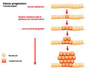 Cancer progression - Transformation PPT Slide