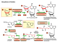Biosynthesis of histidine PPT Slide