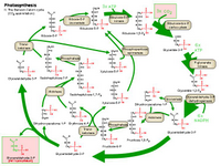 Photosynthesis II - The Benson-Calvin cycle PPT Slide