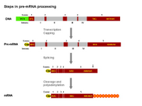 Steps in pre-mRNA processing PPT Slide