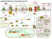 Regulation of Aldosterone in adrenal glomerulosa cells PPT Slide
