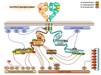 HER2-HER3 phosphorylation PPT Slide