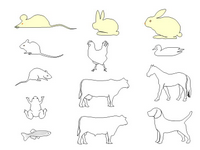 Animal shapes II PPT Slide