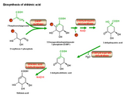 Biosynthesis of shikimic acid PPT Slide
