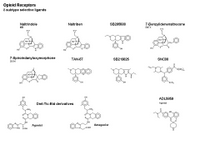 Opioid Receptors - delta selective ligands PPT Slide