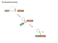Two-step splicing mechanism PPT Slide