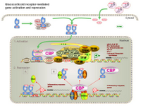 Glucocorticoid receptor mediated gene activation and repression PPT Slide