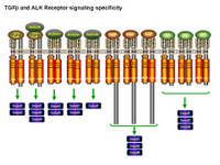 TGFbeta and ALK receptor signaling specificity PPT Slide