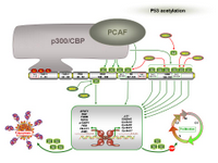 p53 acetylation PPT Slide