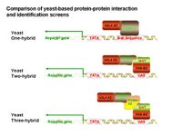 Yeast-based protein-protein interaction screens PPT Slide