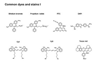 Common dyes and stains I PPT Slide